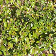 Attēlu rezultāti vaicājumam “Cotoneaster divaricatus fruit”