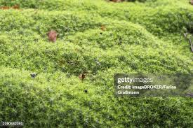 Attēlu rezultāti vaicājumam “Polytrichum formosum”