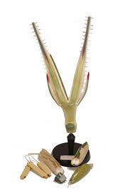 Attēlu rezultāti vaicājumam “Secale cereale”