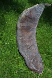 Attēlu rezultāti vaicājumam “Gymnocladus dioicus”