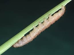 Attēlu rezultāti vaicājumam “Chortodes fluxa”