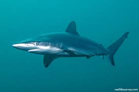 Image result for Carcharhinus obscurus