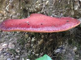 Attēlu rezultāti vaicājumam “Fistulina hepatica”