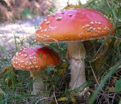 Attēlu rezultāti vaicājumam “Amanita muscaria”