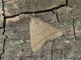 Attēlu rezultāti vaicājumam “Zanclognatha tarsipennalis”