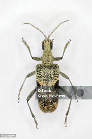 Attēlu rezultāti vaicājumam “Rhagium mordax”