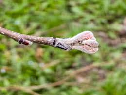 Attēlu rezultāti vaicājumam “Sorbus aucuparia bud”