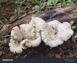 Attēlu rezultāti vaicājumam “Polyporus melanopus”