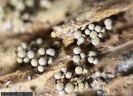 Attēlu rezultāti vaicājumam “Cribraria argillacea stalked”