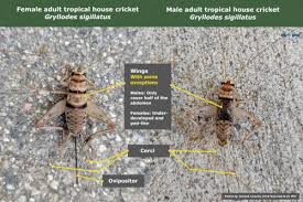 Attēlu rezultāti vaicājumam “Gryllus domesticus”