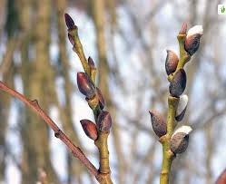 Attēlu rezultāti vaicājumam “Salix caprea bud”