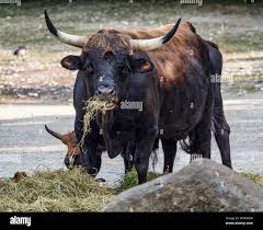 Attēlu rezultāti vaicājumam “Bos primigenius taurus”