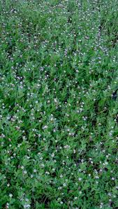 Attēlu rezultāti vaicājumam “Nowellia curvifolia sporophyte”