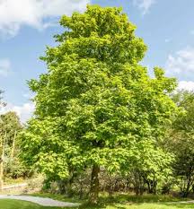 Attēlu rezultāti vaicājumam “Catalpa”