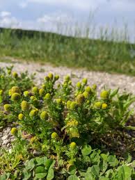 Attēlu rezultāti vaicājumam “Matricaria discoidea flower”