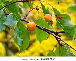 Attēlu rezultāti vaicājumam “Malus prunifolia fruit”