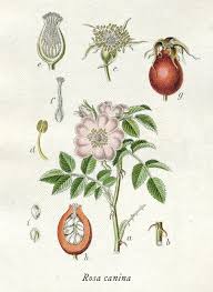 Image result for Rosa canina