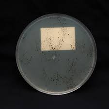 Attēlu rezultāti vaicājumam “Didymium spongiosum”