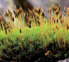 Attēlu rezultāti vaicājumam “Paraleucobryum longifolium sporophyte”