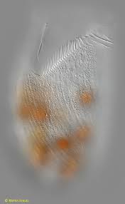 Attēlu rezultāti vaicājumam “Gloeocapsa rupestris”