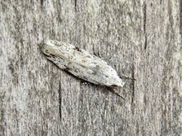 Attēlu rezultāti vaicājumam “Carpatolechia alburnella”