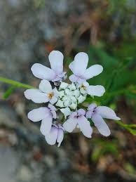 Image result for Schleifenblume