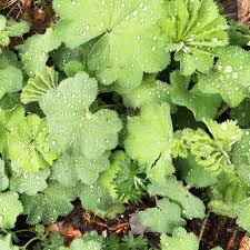 Image result for Frauenmantel