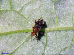 Attēlu rezultāti vaicājumam “Rhopalus maculatus imago”