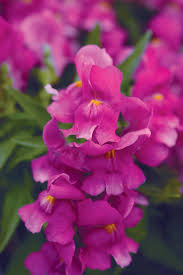 Image result for Antirrhinum majus
