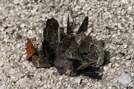 Attēlu rezultāti vaicājumam “Lopinga achine upperside”