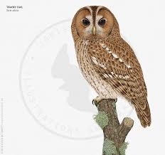 Attēlu rezultāti vaicājumam “Strigiformes”