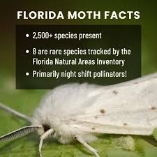 Attēlu rezultāti vaicājumam “Spilosoma sp.”