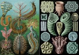 Image result for ernst haeckel