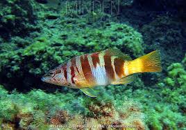 Image result for Serranus scriba