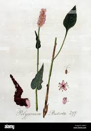 Attēlu rezultāti vaicājumam “Bistorta major fruit”