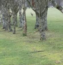 Image result for Bishopbriggs Golf Club