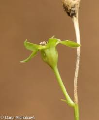 Attēlu rezultāti vaicājumam “Campanula persicifolia bud”