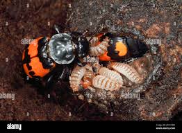 Attēlu rezultāti vaicājumam “Nicrophorus vespilloides”