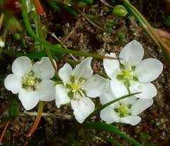 Attēlu rezultāti vaicājumam “Sagina nodosa flower”