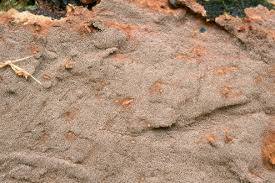 Attēlu rezultāti vaicājumam “Asterodon ferruginosus”