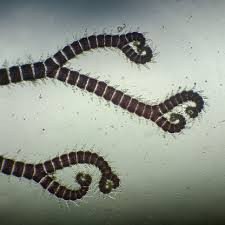 Attēlu rezultāti vaicājumam “Ceramium sp.”