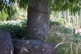 Attēlu rezultāti vaicājumam “Diderma rufostriatum young”