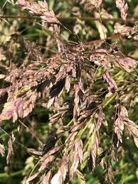Attēlu rezultāti vaicājumam “Poa pratensis fruit”
