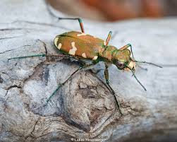 Attēlu rezultāti vaicājumam “Pseudovadonia livida”