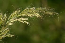 Attēlu rezultāti vaicājumam “Trisetum flavescens”