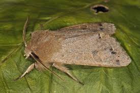 Attēlu rezultāti vaicājumam “Orthosia munda”