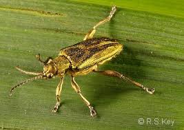 Attēlu rezultāti vaicājumam “Donacia”