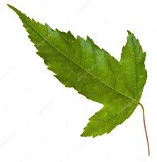Attēlu rezultāti vaicājumam “Acer tataricum subsp. ginnala leaf”