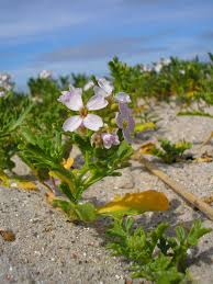 Attēlu rezultāti vaicājumam “Cakile maritima subsp. baltica flower”