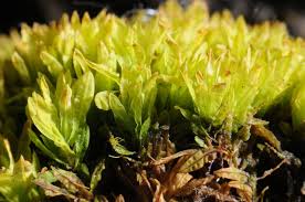 Attēlu rezultāti vaicājumam “Encalypta streptocarpa”